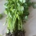 芹菜苗，保证质量