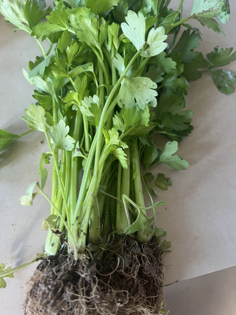 芹菜苗，保证质量