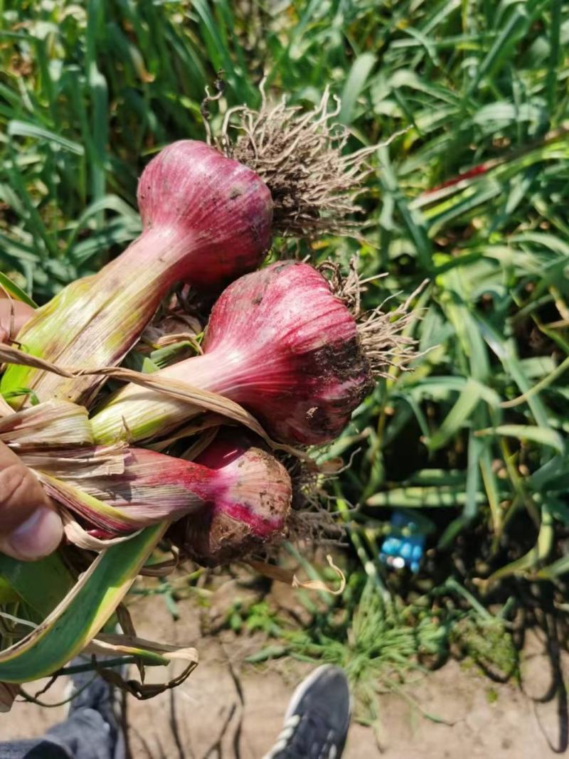 云南大蒜紫皮大量上市产地直发鲜蒜大蒜产地直发需要联系