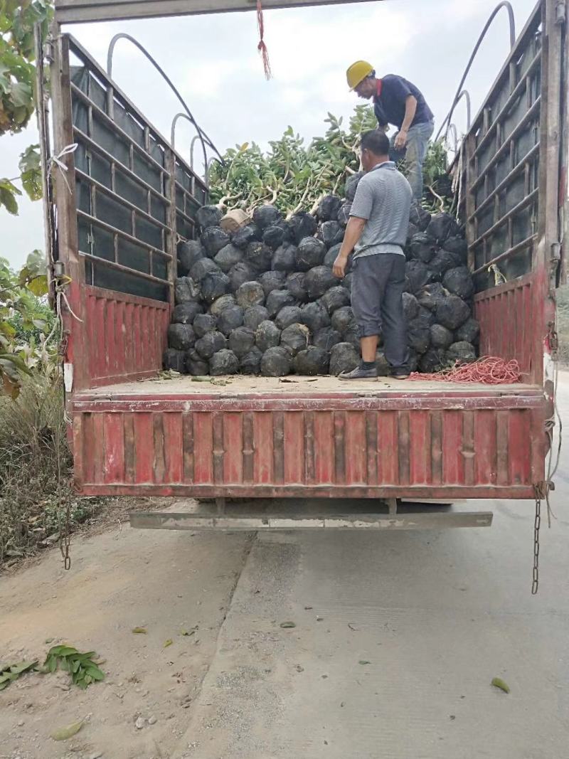 征地巴乐嫁接果苗