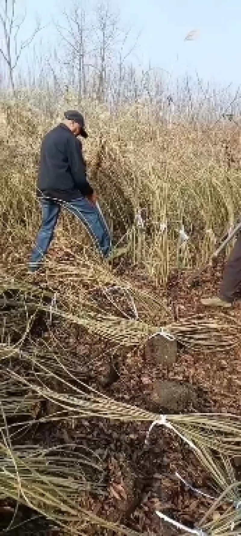 连翘苗连翘球丛生连翘药用连翘