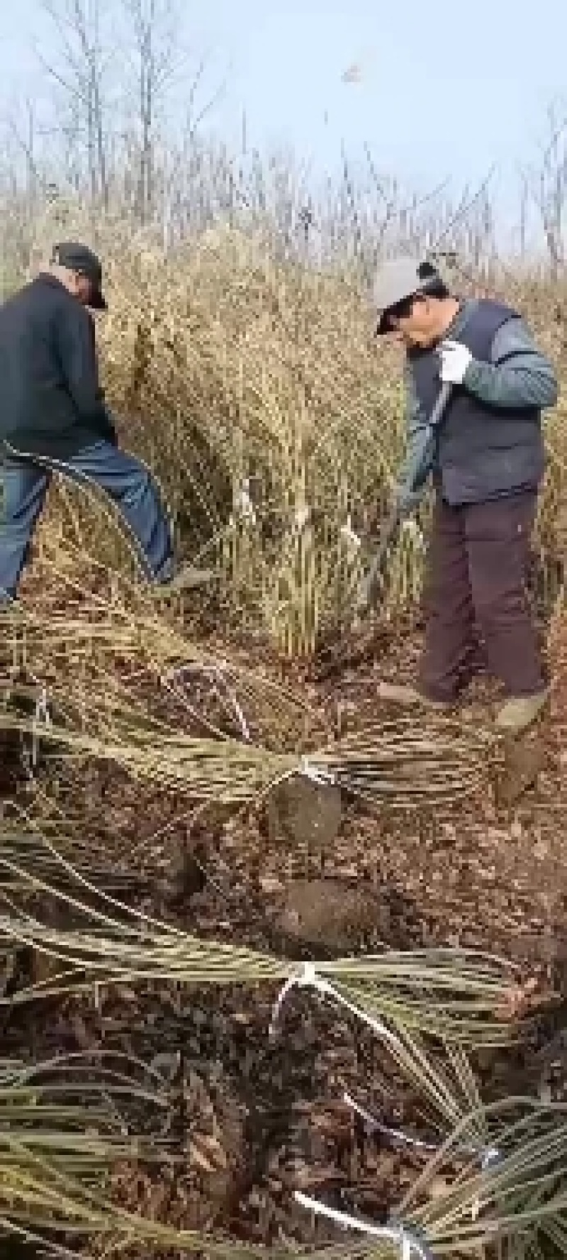 连翘苗连翘球丛生连翘药用连翘