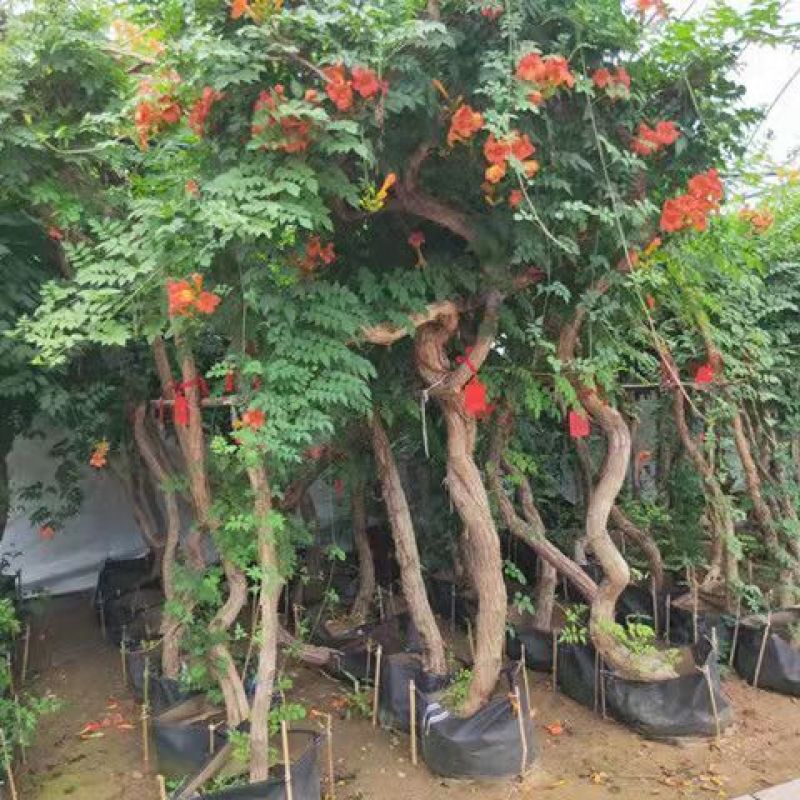 凌霄花苗盆栽四季爬墙藤本植物中华凌大花浓香庭院阳台老桩