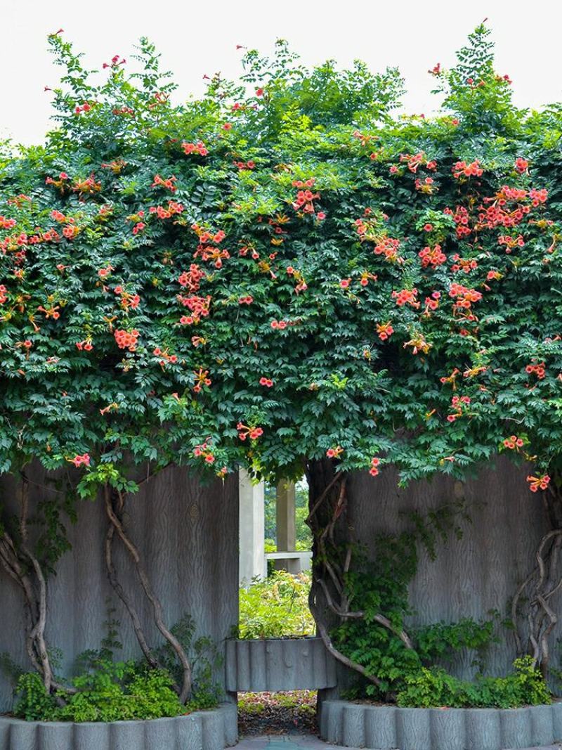 凌霄花苗盆栽四季爬墙藤本植物中华凌大花浓香庭院阳台老桩