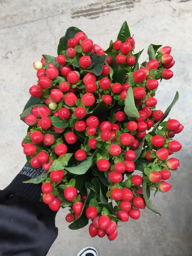 火龙珠红豆鲜花相思豆速递云南鲜花一件代发鲜花批发