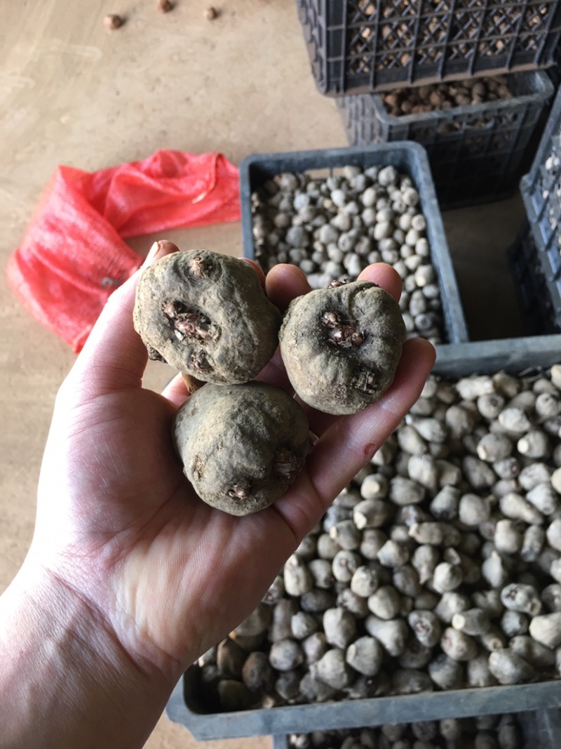 云南黑杆花一代种一公斤60-----120都有，保质保量