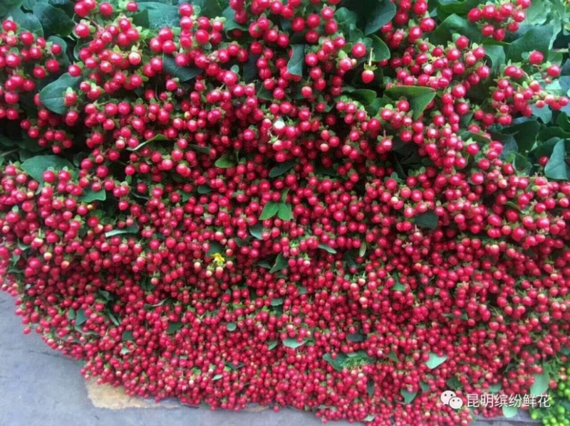 火龙珠红豆鲜花相思豆速递云南鲜花一件代发鲜花批发