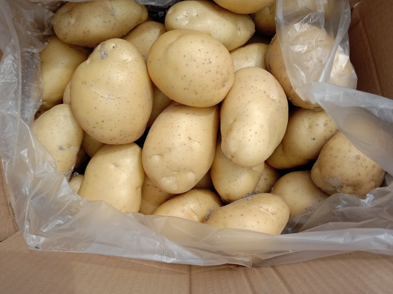 马铃薯种植基地直发全国！欢迎欢迎欢迎欢迎欢迎大家过来看货