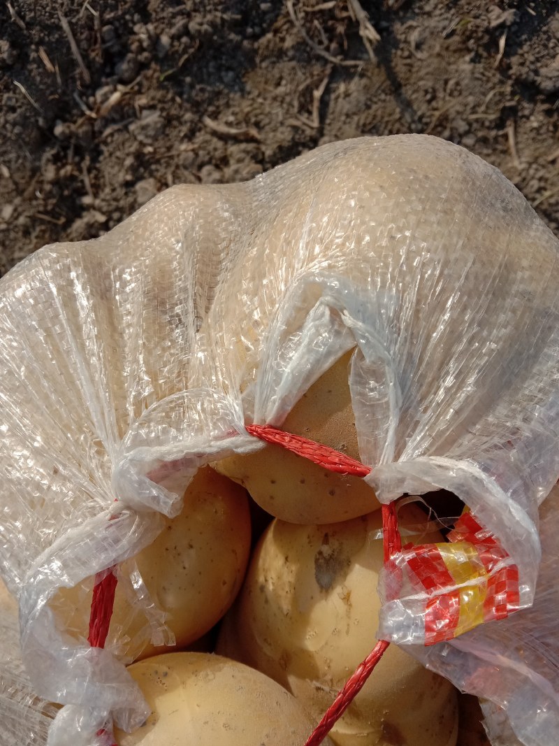 马铃薯种植基地直发全国！欢迎欢迎欢迎欢迎欢迎大家过来看货