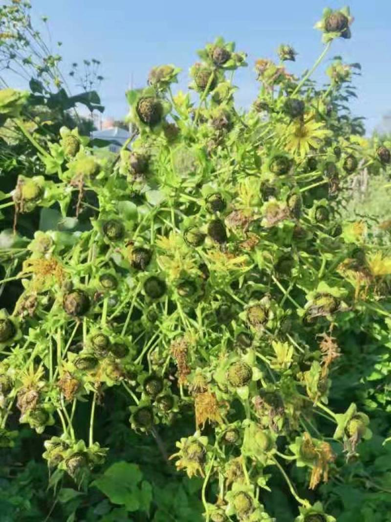 华夏神菊种子，蛋白草产量高达20吨的牧草种子新品种