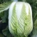 黄心白菜，玲珑黄，净菜4.5.6.斤无任何病虫害