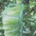 黄心白菜，玲珑黄，净菜4.5.6.斤无任何病虫害