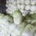 黄心白菜，玲珑黄，净菜4.5.6.斤无任何病虫害