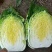 黄心白菜，玲珑黄，净菜4.5.6.斤无任何病虫害