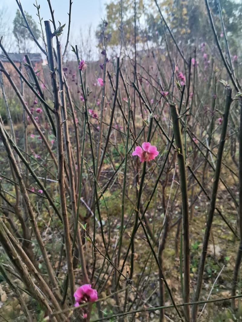 嫁接梅花树苗红梅腊梅绿梅树桩盆景美人梅榆叶梅苗庭院盆栽梅