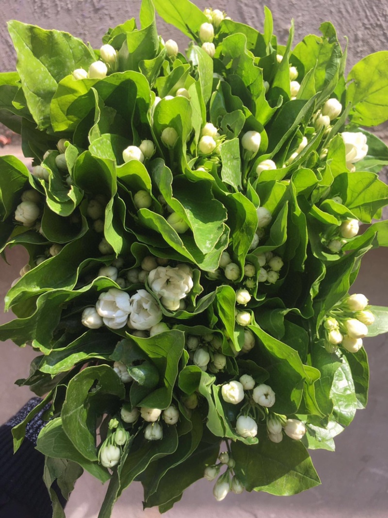 茉莉花鲜切花茉莉花批发一扎40多支包邮云南鲜花直发