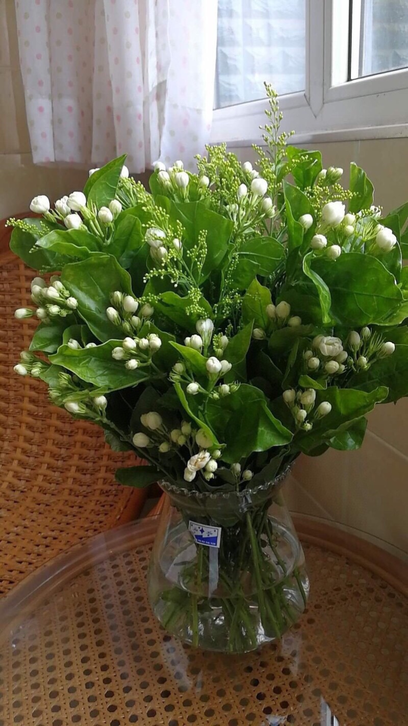 茉莉花鲜切花茉莉花批发一扎40多支包邮云南鲜花直发