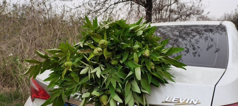 一件代发包邮油画牡丹鲜切花一扎10支云南鲜花直发招代理