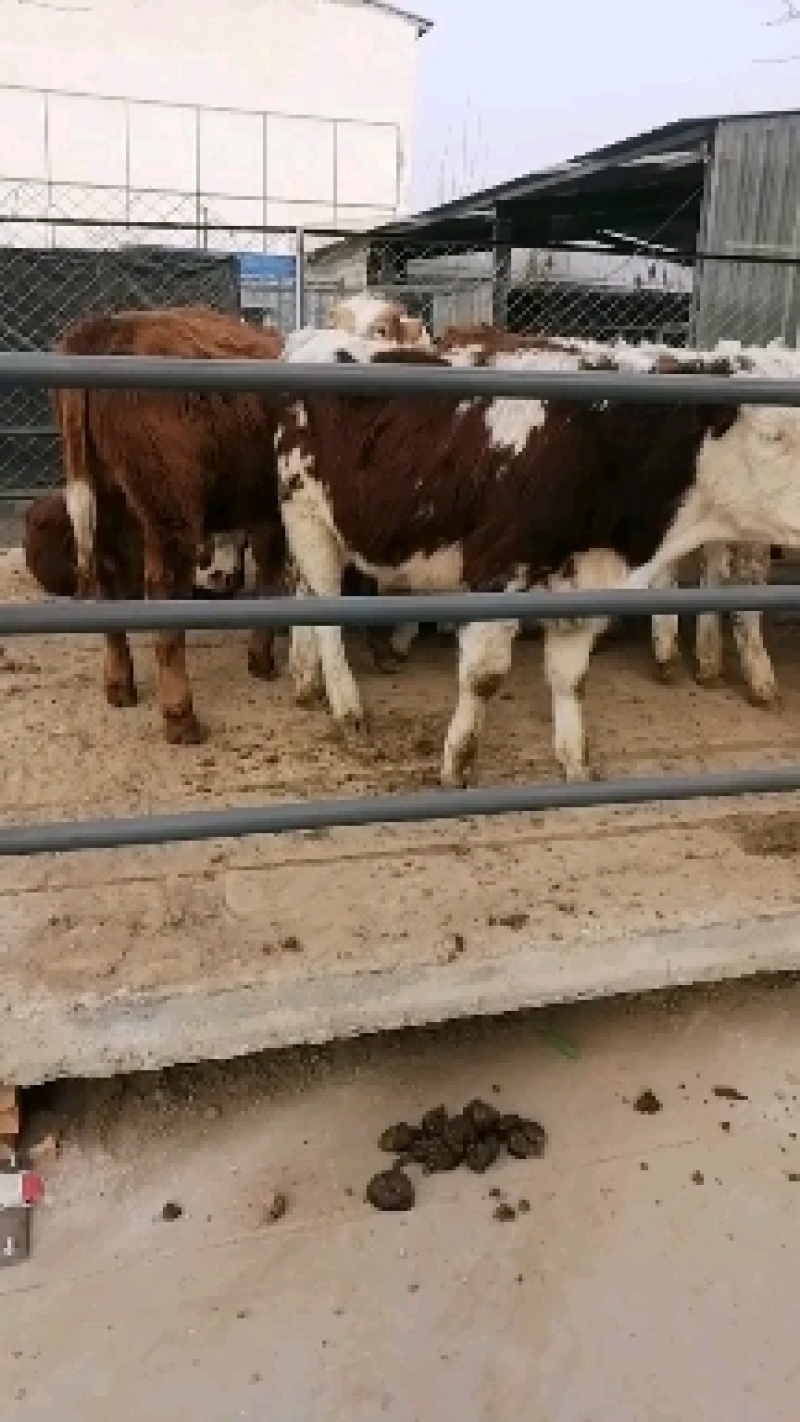 活牛基地直销货到付款量大有优惠视频挑选肉牛犊大量现货满意