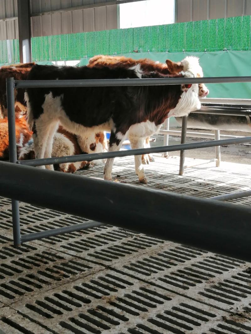 活牛基地直销货到付款量大有优惠视频挑选肉牛犊大量现货满意
