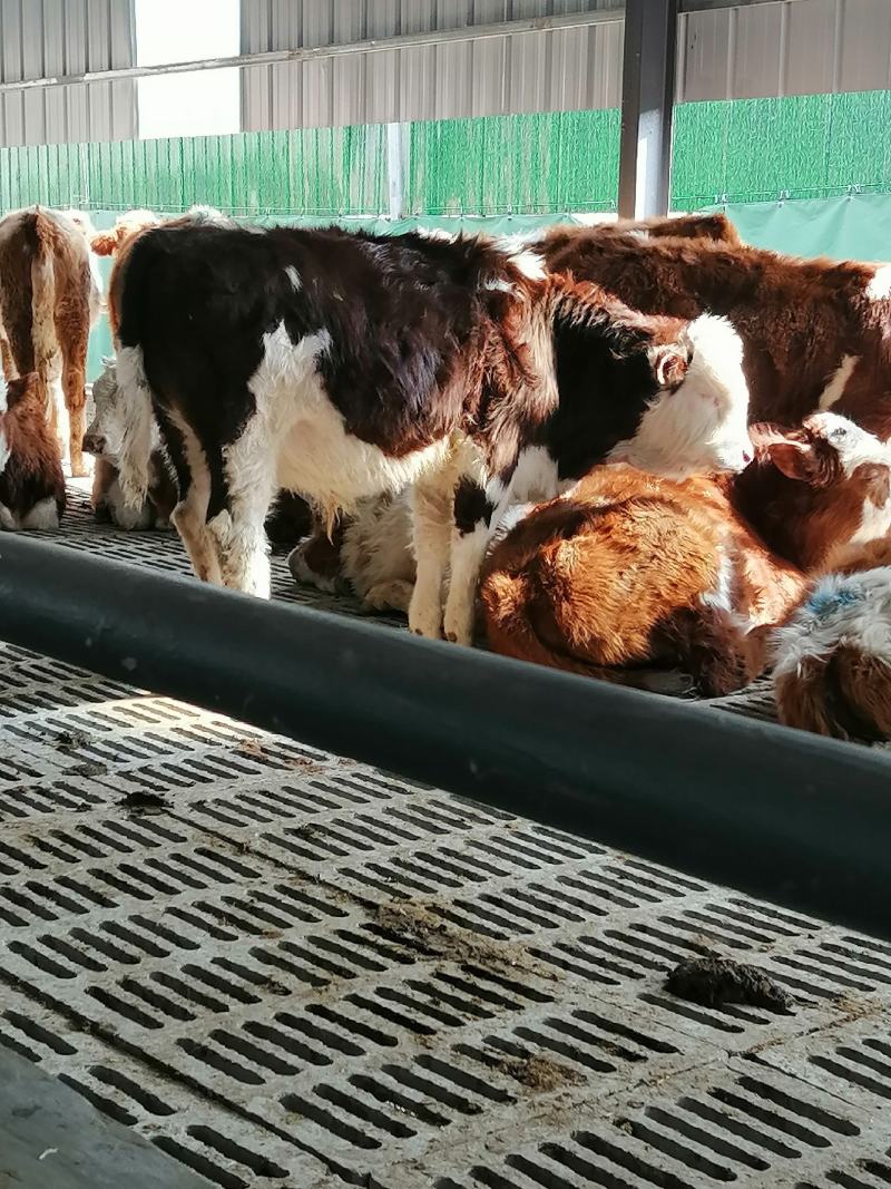 活牛基地直销货到付款量大有优惠视频挑选肉牛犊大量现货满意