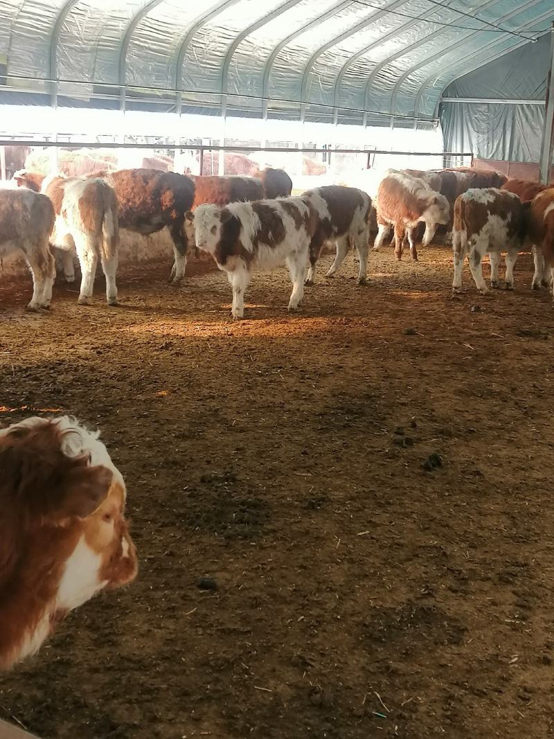 活牛基地直销货到付款量大有优惠视频挑选肉牛犊大量现货满意