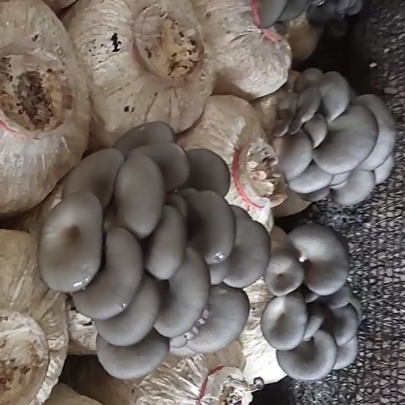 优质小平菇平菇菌棒