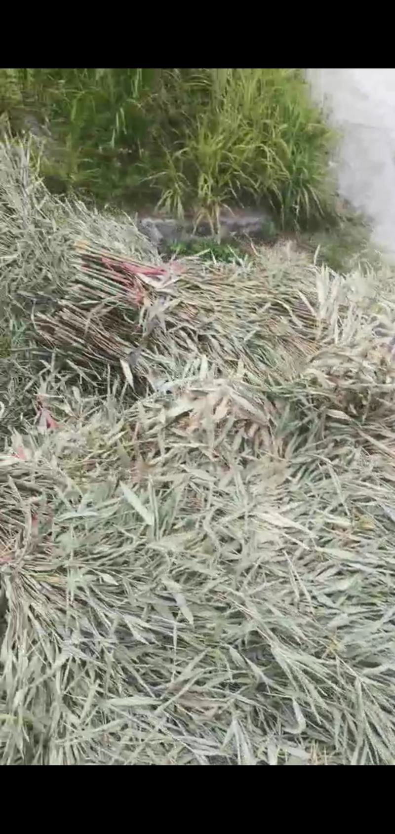毛竹扫把