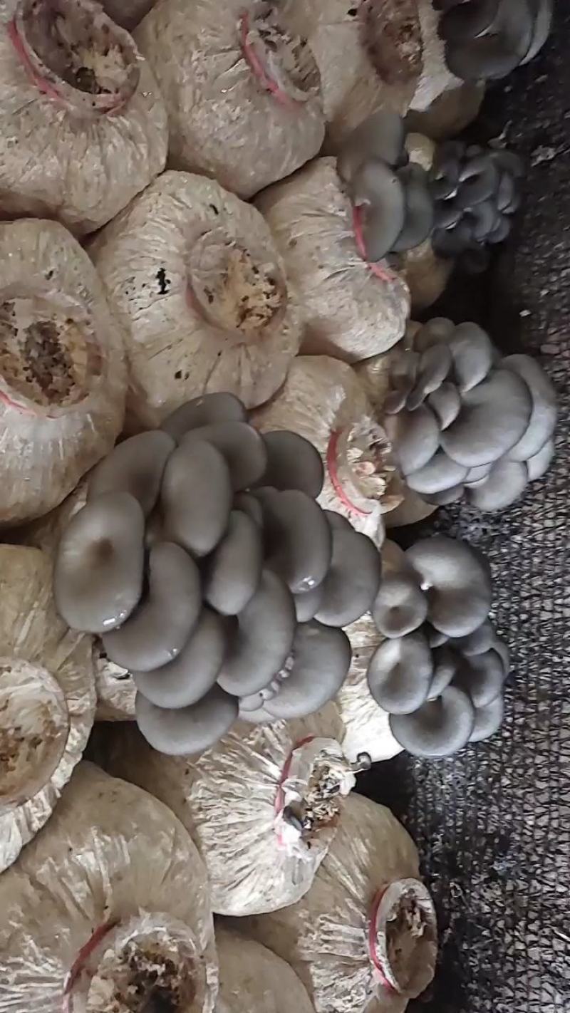 优质小平菇平菇菌棒