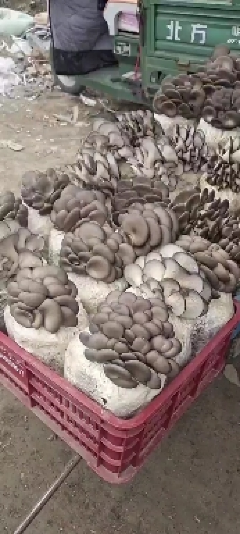 优质小平菇平菇菌棒