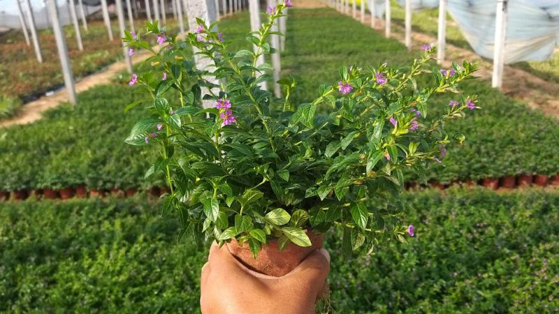 满天星双色盆苗，萼距花绿化苗，坤盛花卉基地大量批发