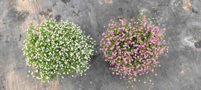 满天星双色盆苗，萼距花绿化苗，坤盛花卉基地大量批发