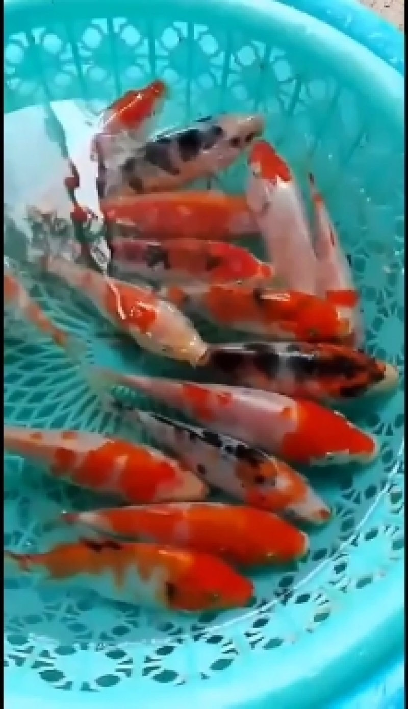 鲤鱼苗