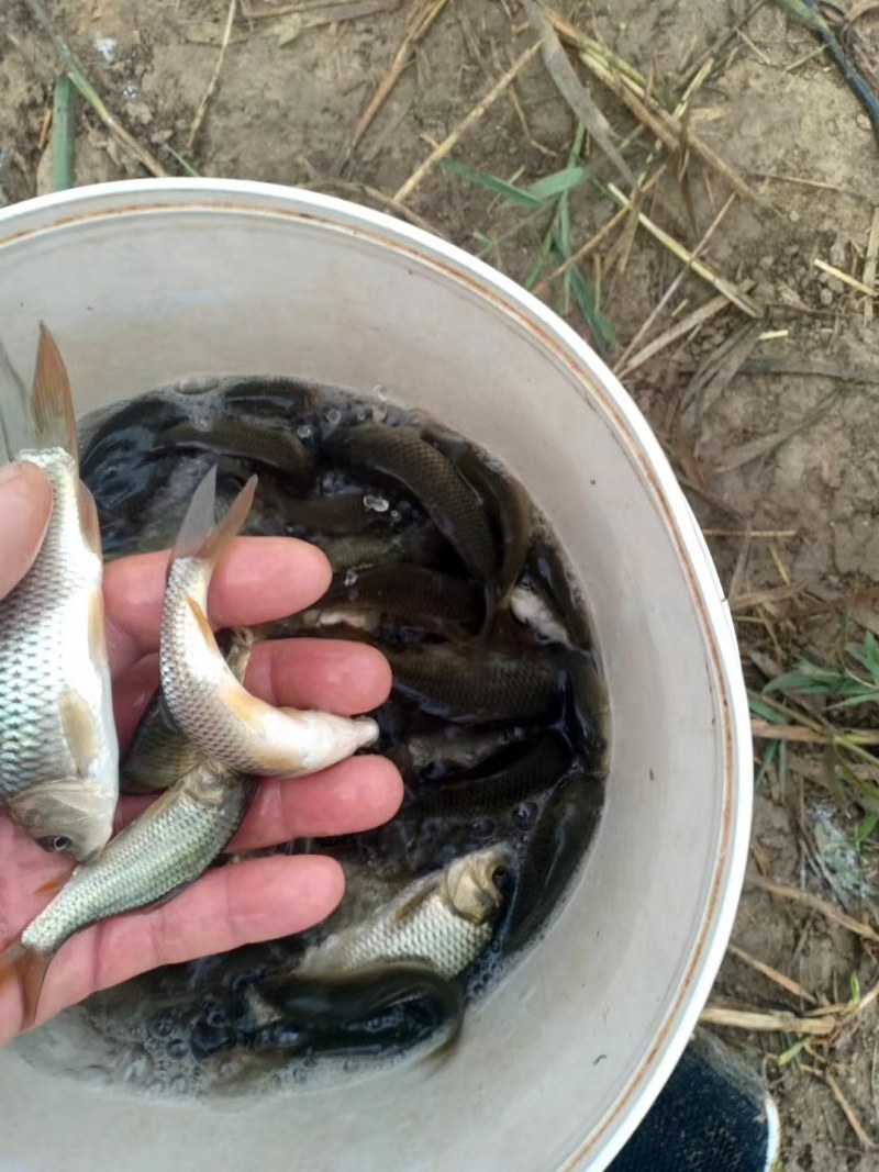 鲤鱼苗