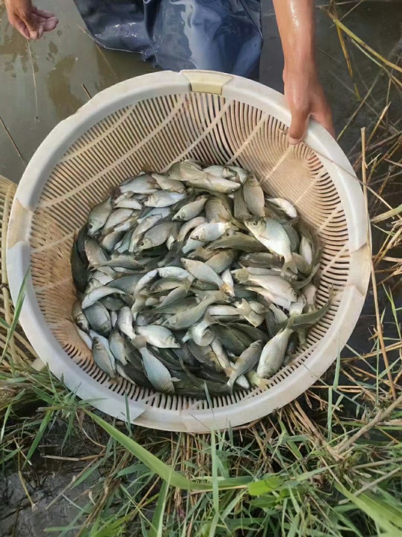 鲤鱼苗