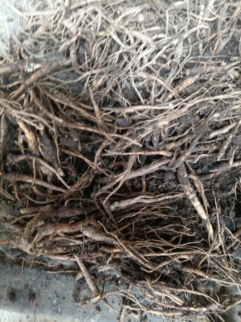 当归苗当归（出苔率低）产地一手货源