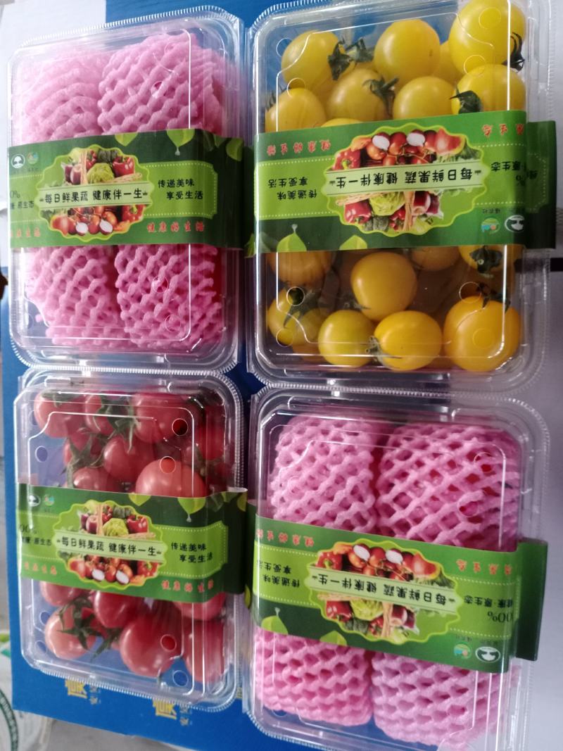 圣女果陕西圣女果产地直发只做精品支持一件代发
