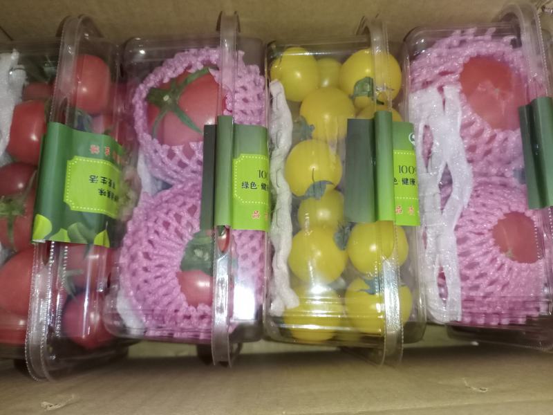 圣女果陕西圣女果产地直发只做精品支持一件代发