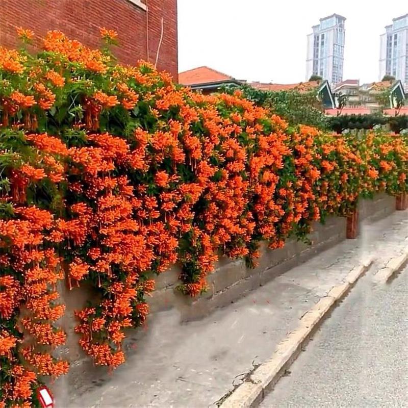 凌霄花苗耐寒盆栽爬藤植物庭院攀爬四季花卉，南北方都可种植