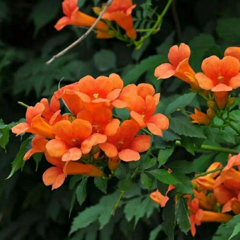 凌霄花苗耐寒盆栽爬藤植物庭院攀爬四季花卉，南北方都可种植