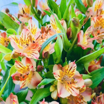 水仙百合橙色六初花10支云南鲜花鲜切花批发一件代发包邮