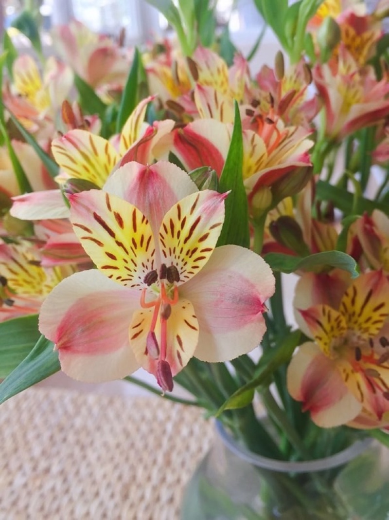 水仙百合橙色六初花10支云南鲜花鲜切花批发一件代发包邮