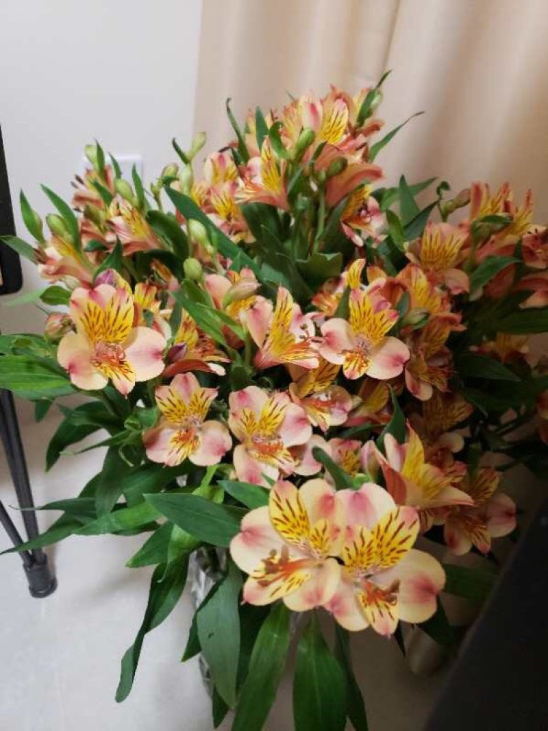 水仙百合橙色六初花10支云南鲜花鲜切花批发一件代发包邮