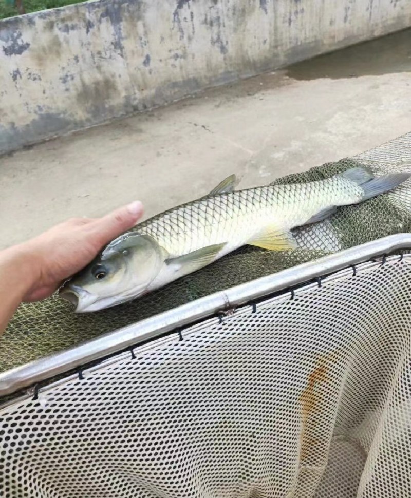 草鱼皮毛好基地直销送货上门欢迎客户咨询采购