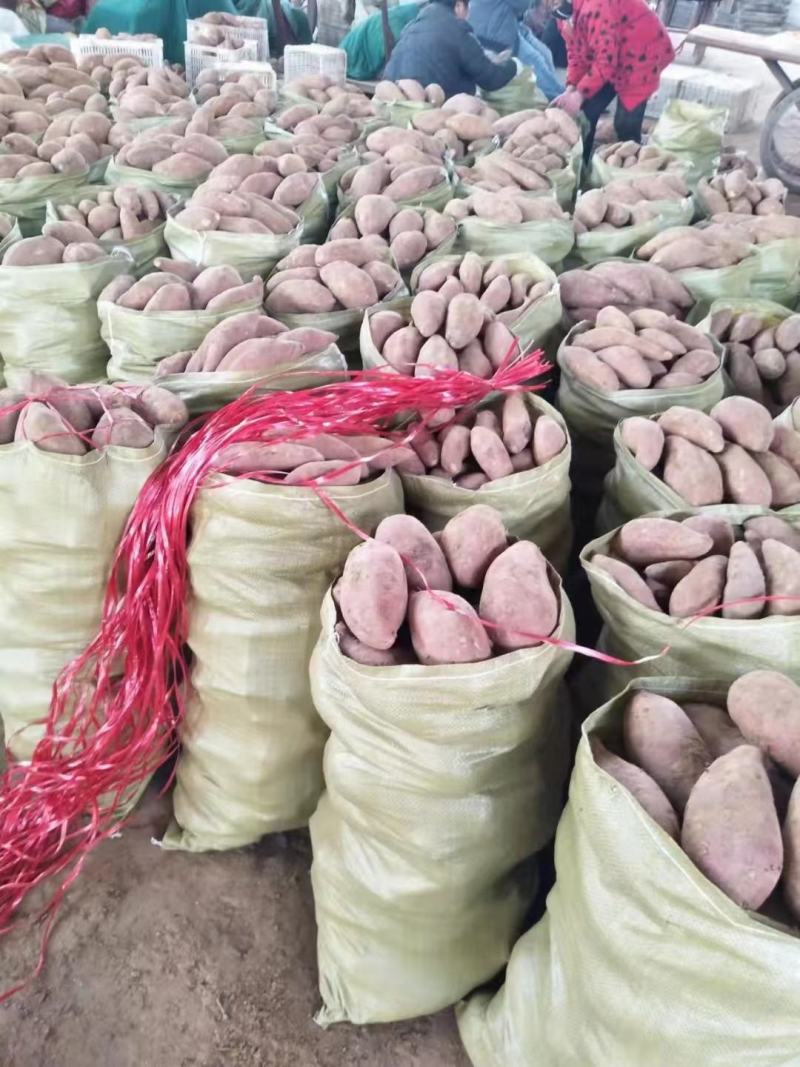 河南新鲜西瓜红红薯大量上市求合作欢迎选购