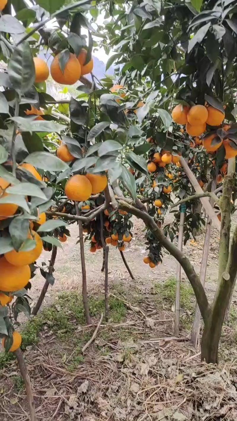 黄果柑