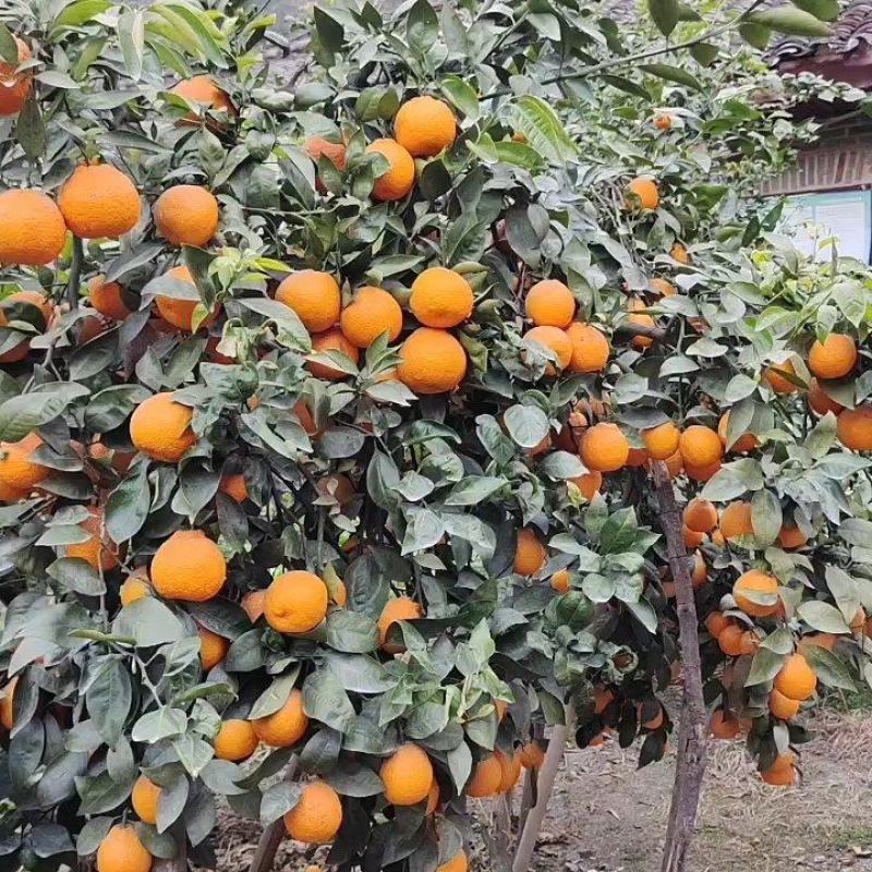 黄果柑