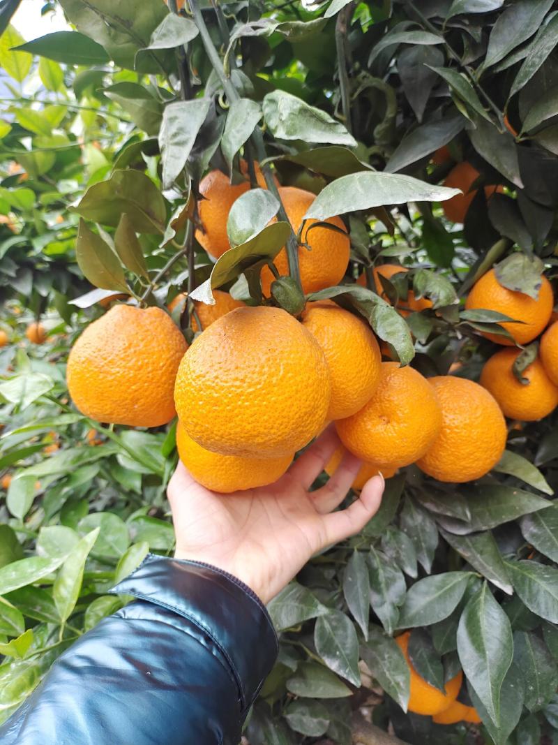 黄果柑