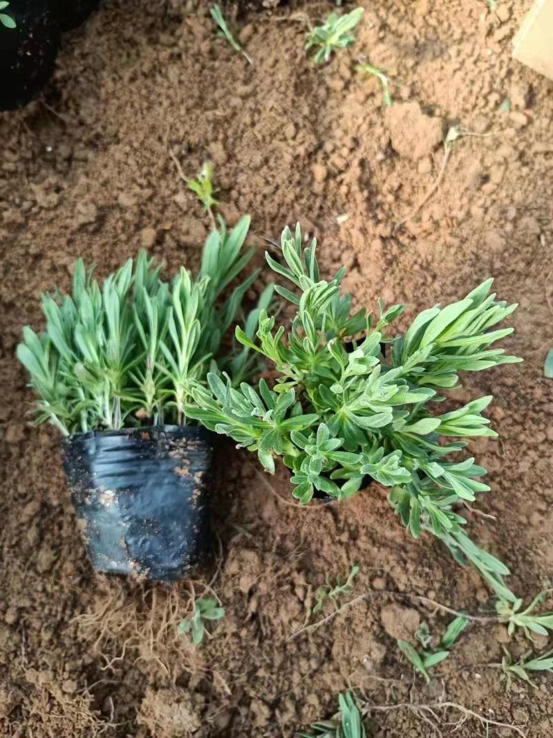 薰衣草