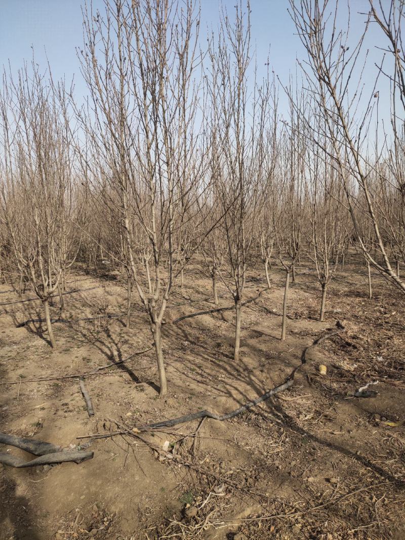 丛生木槿批发1-8公分木槿杆直冠圆树形优美